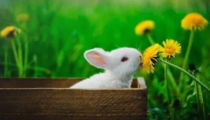 开云中国官网-【录像解析】经典犯规事件与规则重新解读，犯规术语